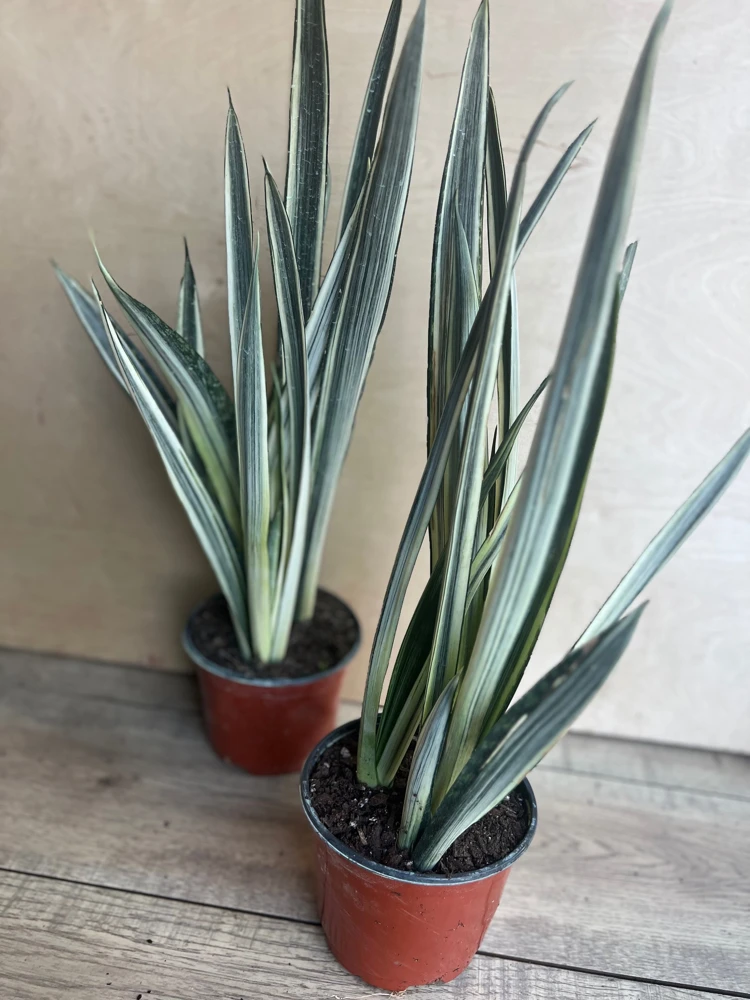 Sansevieria Bantel's Sensation Live Plant – 4 inch Pot – Indoor Snake Plant - Cannot ship to CA - Image 1