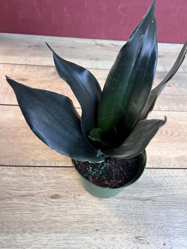 Sansevieria Black Dragon Live Plant - 6 inch Pot - Indoor Snake Plant - Cannot ship to CA - Image 2