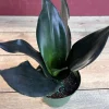 Sansevieria Black Dragon Live Plant - 6 inch Pot - Indoor Snake Plant - Cannot ship to CA - Image 1
