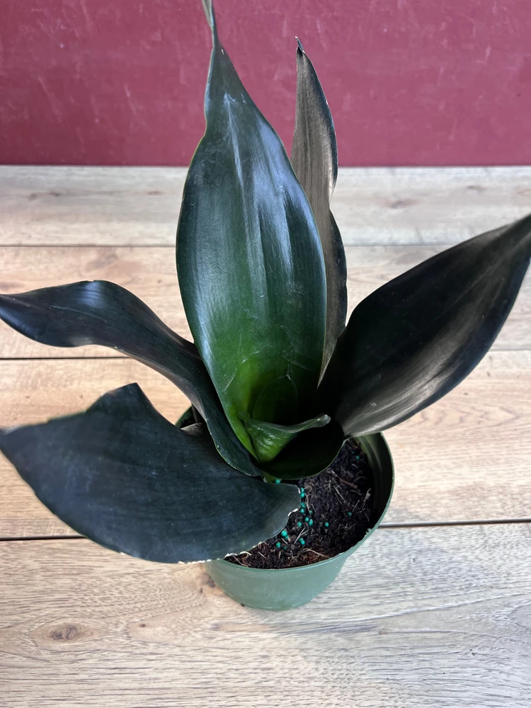 Sansevieria Black Dragon Live Plant - 6 inch Pot - Indoor Snake Plant - Cannot ship to CA - Image 1