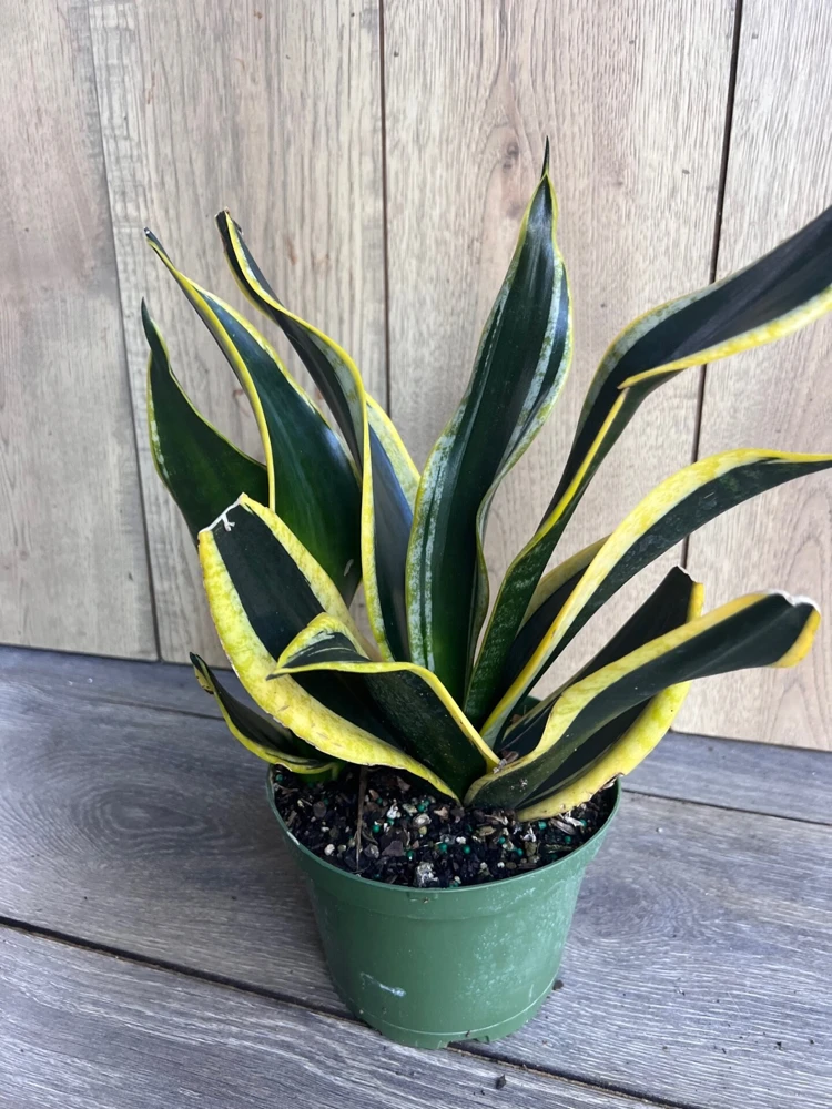 Sansevieria Black Gold Live Plant – Snake Plant, Indoor, 6 inch Pot - Cannot ship to CA - Image 2