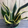 Sansevieria Black Gold Live Plant – Snake Plant, Indoor, 6 inch Pot - Cannot ship to CA - Image 1