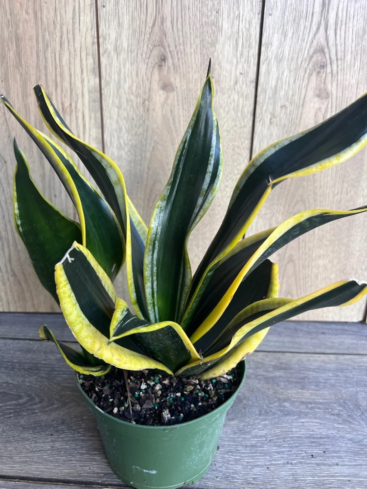 Sansevieria Black Gold Live Plant – Snake Plant, Indoor, 6 inch Pot - Cannot ship to CA - Image 1