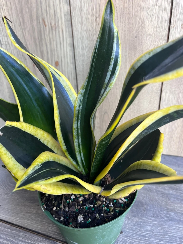 Sansevieria Black Gold Live Plant – Snake Plant, Indoor, 6 inch Pot - Cannot ship to CA - Image 3
