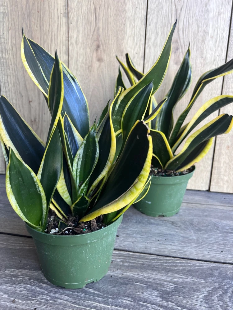 Sansevieria Black Gold Live Plant – Snake Plant, Indoor, 6 inch Pot - Cannot ship to CA - Image 4