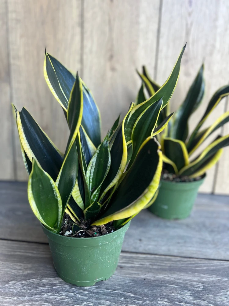 Sansevieria Black Gold Live Plant – Snake Plant, Indoor, 6 inch Pot - Cannot ship to CA - Image 5