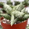 Sansevieria Bonji Live Plant - Rare Indoor Snake Plant - 2.5 inch Pot - Image 1