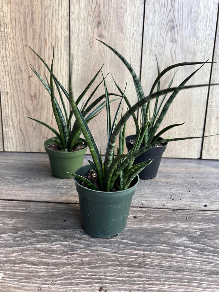 Sansevieria Fernwood Mikado Live Plant – 4 inch Pot – Indoor Air Purifying Snake Plant - Cannot ship to CA - Image 2
