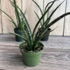 Sansevieria Fernwood Mikado Live Plant – 4 inch Pot – Indoor Air Purifying Snake Plant - Cannot ship to CA - Image 1