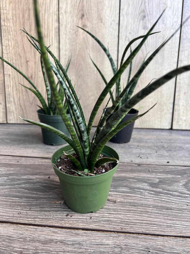 Sansevieria Fernwood Mikado Live Plant – 4 inch Pot – Indoor Air Purifying Snake Plant - Cannot ship to CA - Image 1