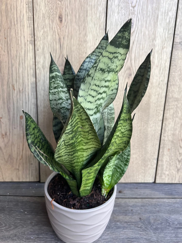 Sansevieria Futura Robusta Live Plant – 6 Inch Pot – Indoor Snake Plant - Cannot ship to CA - Image 2