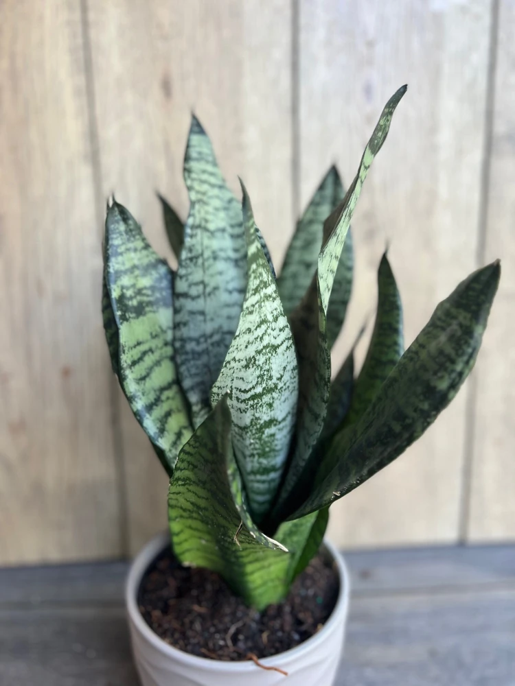 Sansevieria Futura Robusta Live Plant – 6 Inch Pot – Indoor Snake Plant - Cannot ship to CA - Image 3