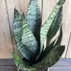 Sansevieria Futura Robusta Live Plant – 6 Inch Pot – Indoor Snake Plant - Cannot ship to CA - Image 1