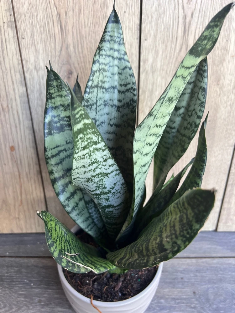 Sansevieria Futura Robusta Live Plant – 6 Inch Pot – Indoor Snake Plant - Cannot ship to CA - Image 1