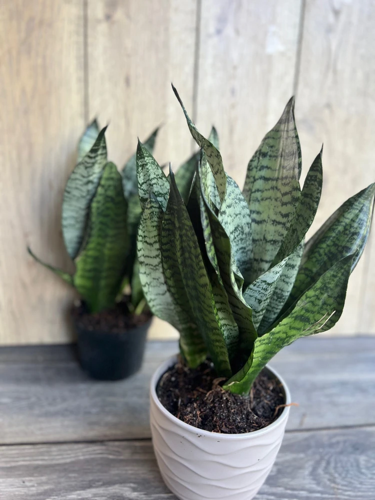 Sansevieria Futura Robusta Live Plant – 6 Inch Pot – Indoor Snake Plant - Cannot ship to CA - Image 4
