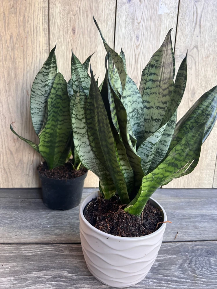 Sansevieria Futura Robusta Live Plant – 6 Inch Pot – Indoor Snake Plant - Cannot ship to CA - Image 5