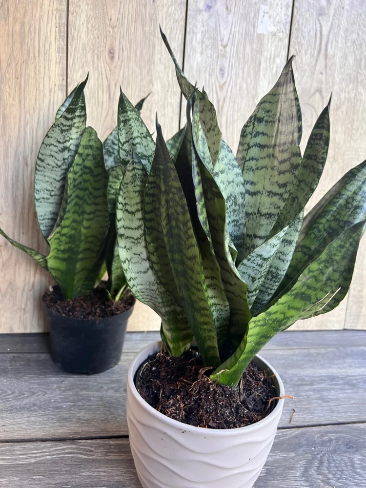 Sansevieria Futura Robusta Live Plant – 6 Inch Pot – Indoor Snake Plant - Cannot ship to CA - Image 6