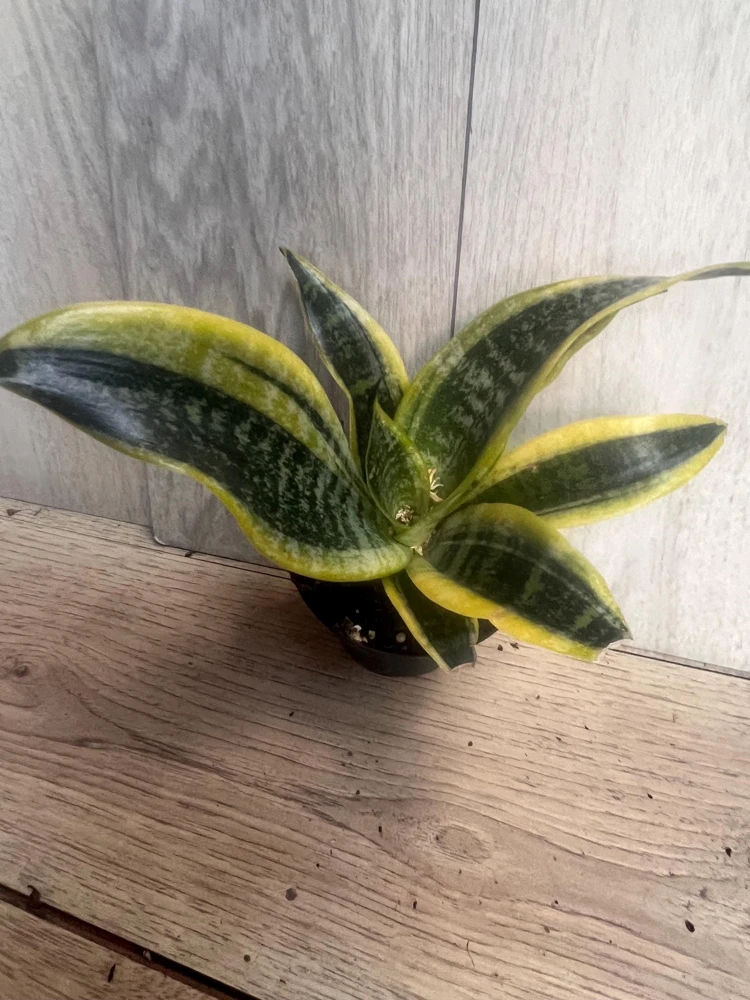 Sansevieria Futura Superba Live Plant – 4 inch Pot – Indoor Air Purifier - Cannot ship to CA - Image 2