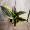 Sansevieria Futura Superba Live Plant – 4 inch Pot – Indoor Air Purifier - Cannot ship to CA - Image 1