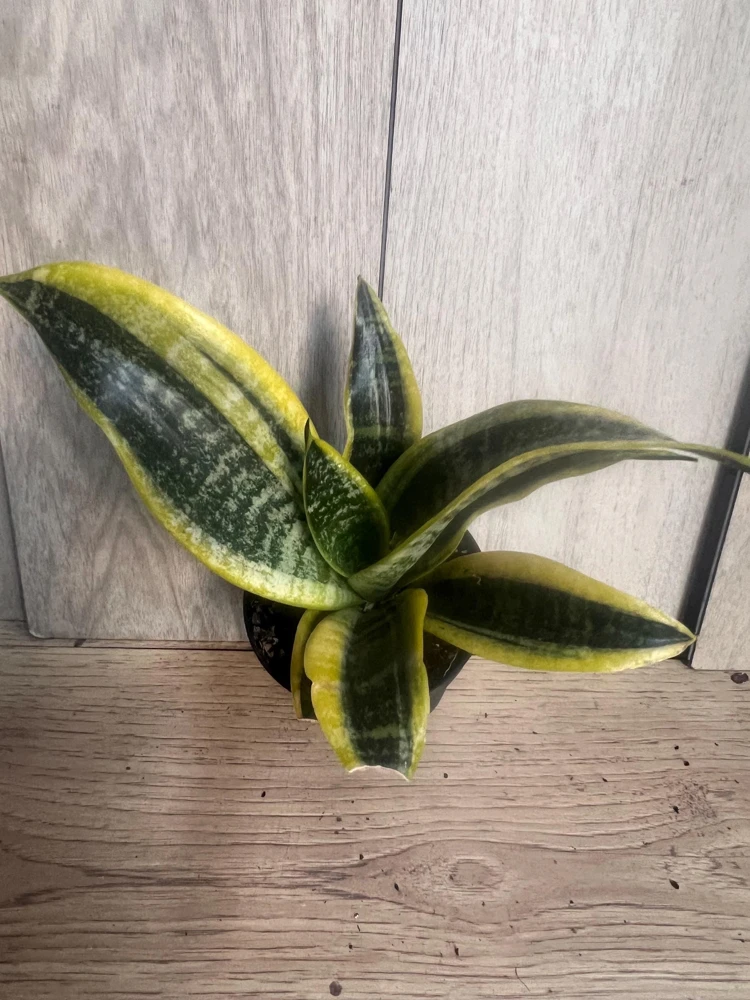 Sansevieria Futura Superba Live Plant – 4 inch Pot – Indoor Air Purifier - Cannot ship to CA - Image 1