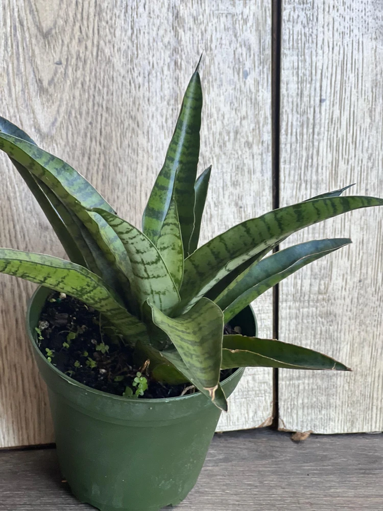 Sansevieria Gabriella Hybrid Live Plant – 4 inch Pot – Indoor Snake Plant - Cannot ship to CA - Image 2
