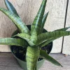 Sansevieria Gabriella Hybrid Live Plant – 4 inch Pot – Indoor Snake Plant - Cannot ship to CA - Image 1
