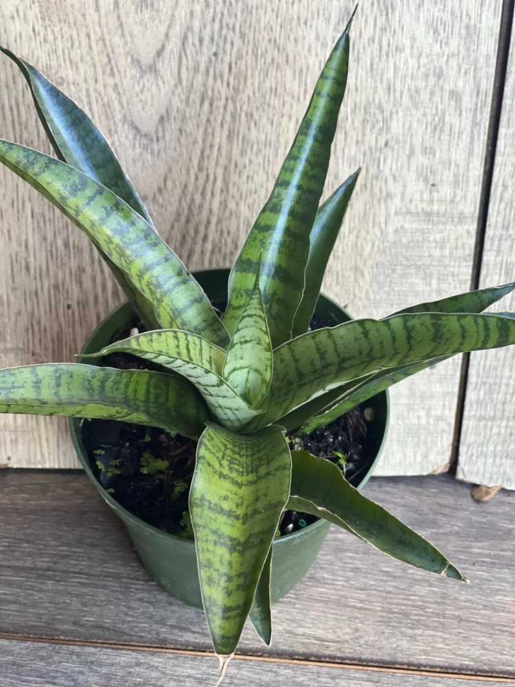 Sansevieria Gabriella Hybrid Live Plant – 4 inch Pot – Indoor Snake Plant - Cannot ship to CA - Image 1
