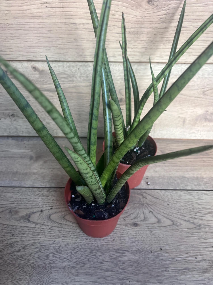 Sansevieria Javancia Live Plant - 4" Pot - Low Maintenance Snake Plant Indoor - Cannot ship to CA - Image 2