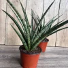 Sansevieria Javancia Live Plant - 4" Pot - Low Maintenance Snake Plant Indoor - Cannot ship to CA - Image 1