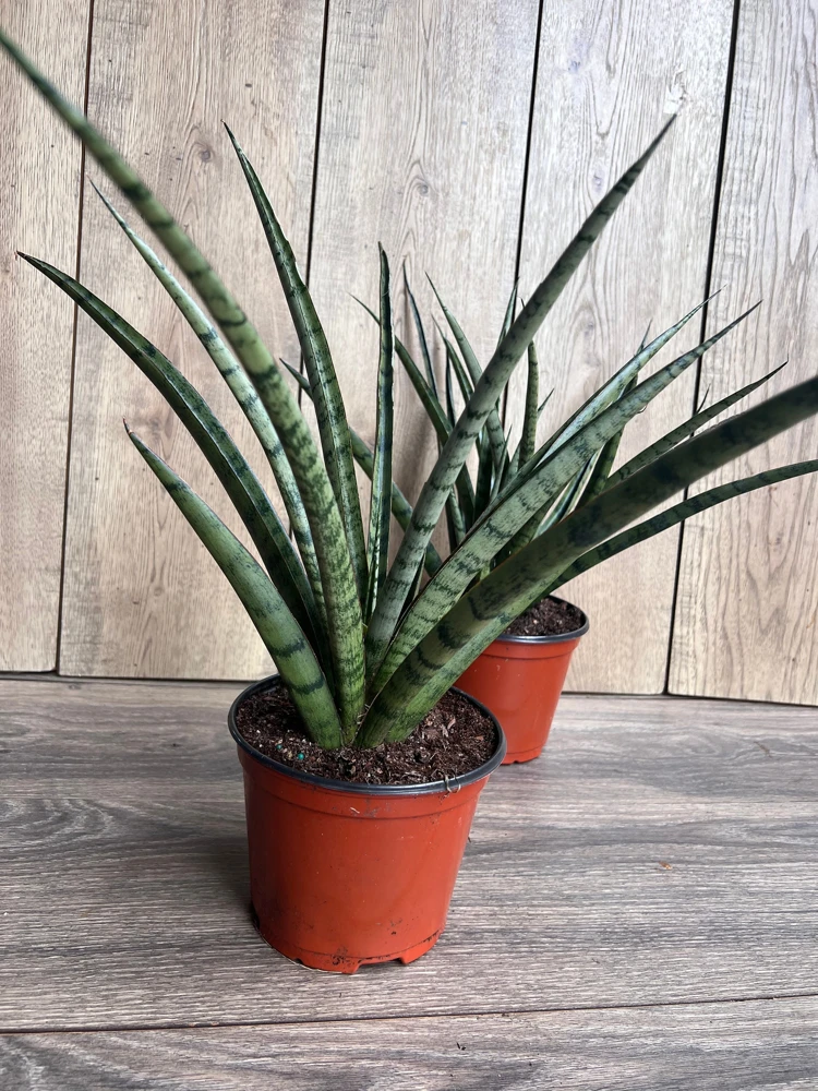 Sansevieria Javancia Live Plant - 4" Pot - Low Maintenance Snake Plant Indoor - Cannot ship to CA - Image 1