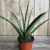 Sansevieria Javancia Live Plant – Snake Plant – 6 inch Pot – Indoor - Cannot ship to CA - Image 1