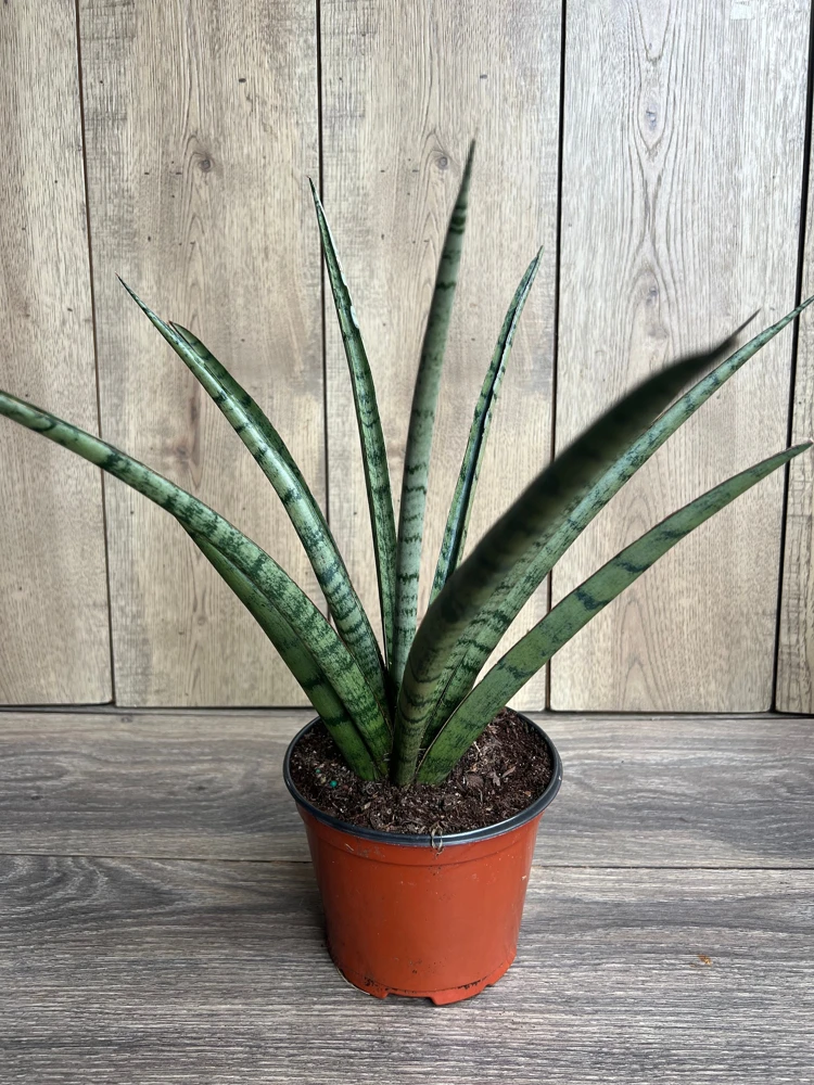 Sansevieria Javancia Live Plant – Snake Plant – 6 inch Pot – Indoor - Cannot ship to CA - Image 1