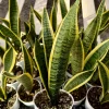 Sansevieria Laurentii Snake Plant Live Houseplant in 4 inch Pot - Indoor - Image 1