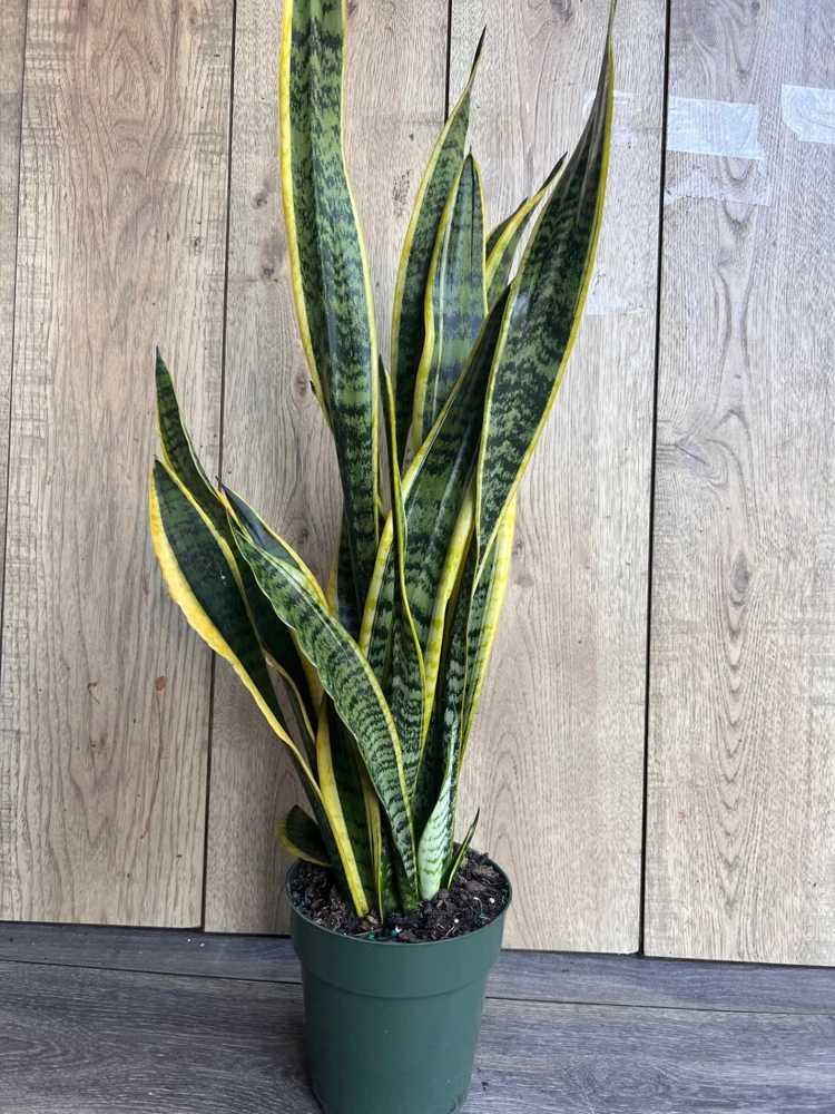 Sansevieria Laurentii Snake Plant Live Plant – 6" Pot – Indoor Air Purifier - Cannot ship to CA - Image 2