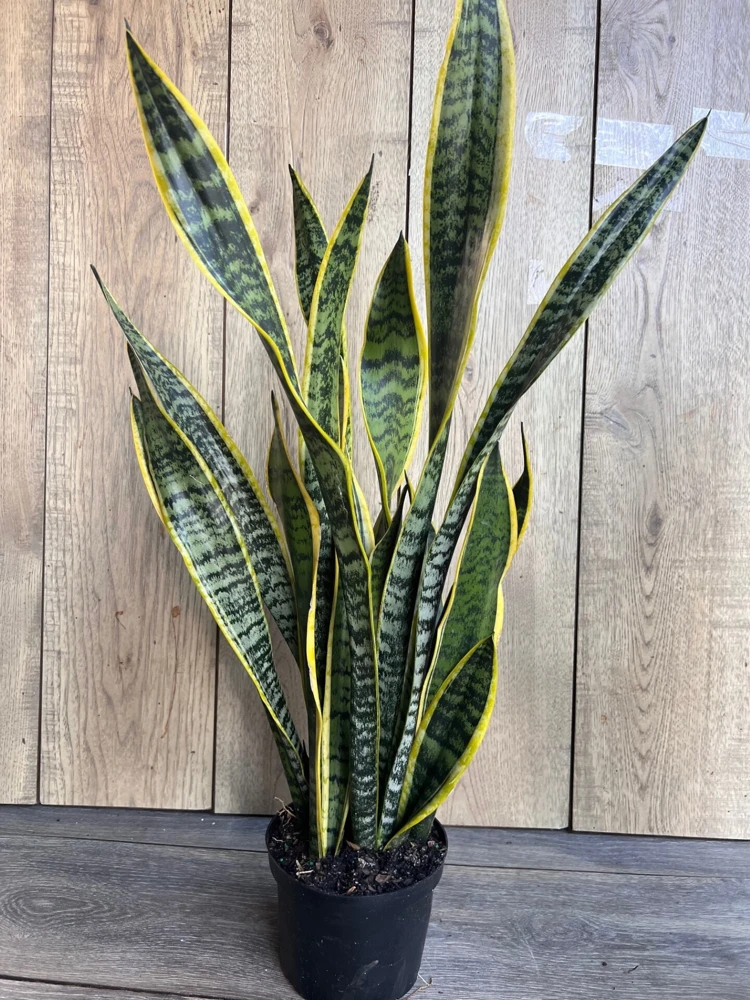 Sansevieria Laurentii Snake Plant Live Plant – 6" Pot – Indoor Air Purifier - Cannot ship to CA - Image 3