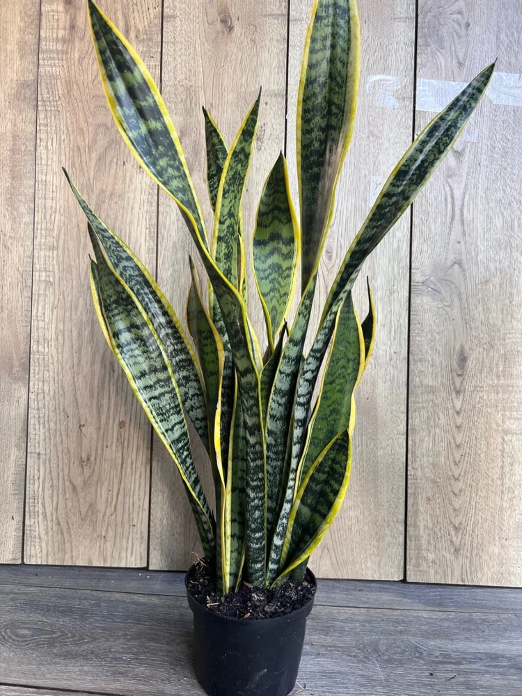 Sansevieria Laurentii Snake Plant Live Plant – 6" Pot – Indoor Air Purifier - Cannot ship to CA - Image 4