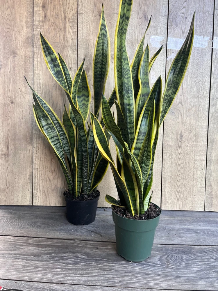 Sansevieria Laurentii Snake Plant Live Plant – 6" Pot – Indoor Air Purifier - Cannot ship to CA - Image 5