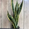 Sansevieria Laurentii Snake Plant Live Plant – 6" Pot – Indoor Air Purifier - Cannot ship to CA - Image 1
