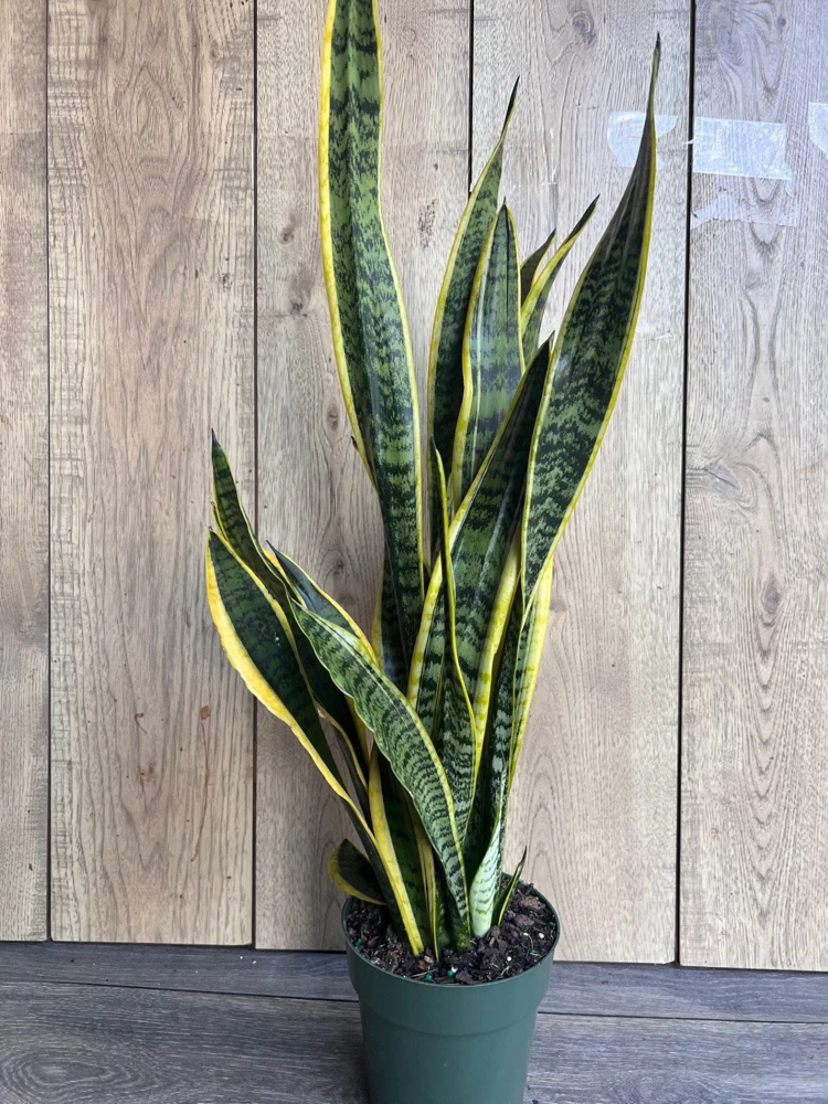 Sansevieria Laurentii Snake Plant Live Plant – 6" Pot – Indoor Air Purifier - Cannot ship to CA - Image 1