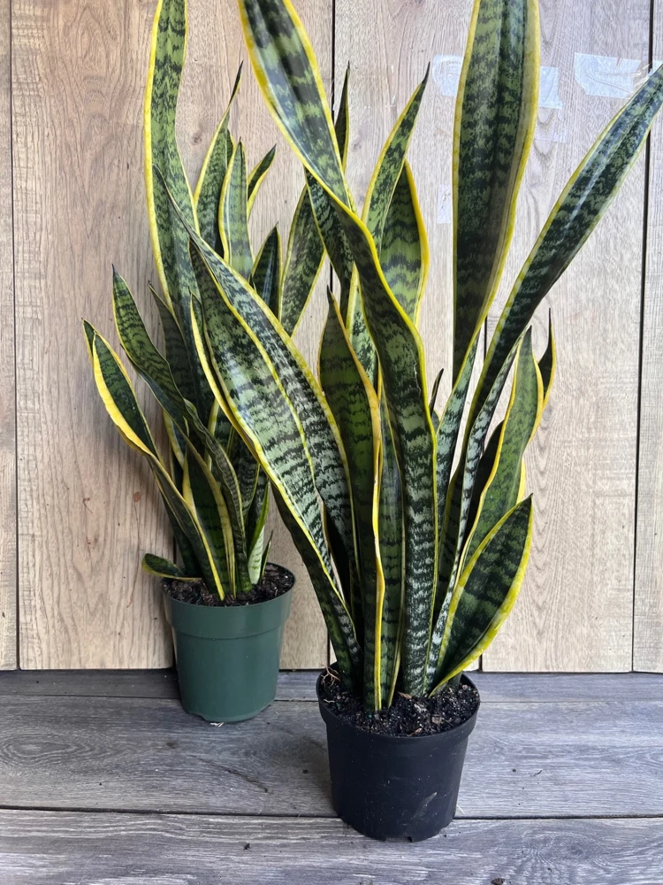 Sansevieria Laurentii Snake Plant Live Plant – 6" Pot – Indoor Air Purifier - Cannot ship to CA - Image 6