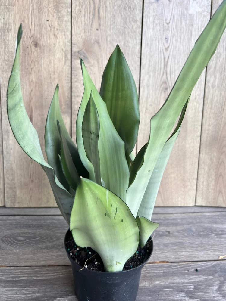 Sansevieria Moonshine Live Plant - 6 inch Pot Snake Plant, Indoor Air Purifier - Cannot ship to CA - Image 2