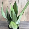 Sansevieria Moonshine Live Plant - 6 inch Pot Snake Plant, Indoor Air Purifier - Cannot ship to CA - Image 1