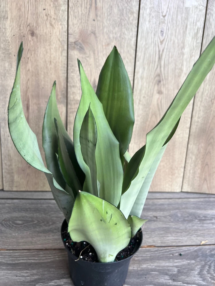 Sansevieria Moonshine Live Plant - 6 inch Pot Snake Plant, Indoor Air Purifier - Cannot ship to CA - Image 1