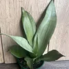 Sansevieria Moonshine Live Plant - Silver Snake Plant in 4" Pot - Indoor Houseplant - Cannot ship to CA - Image 1