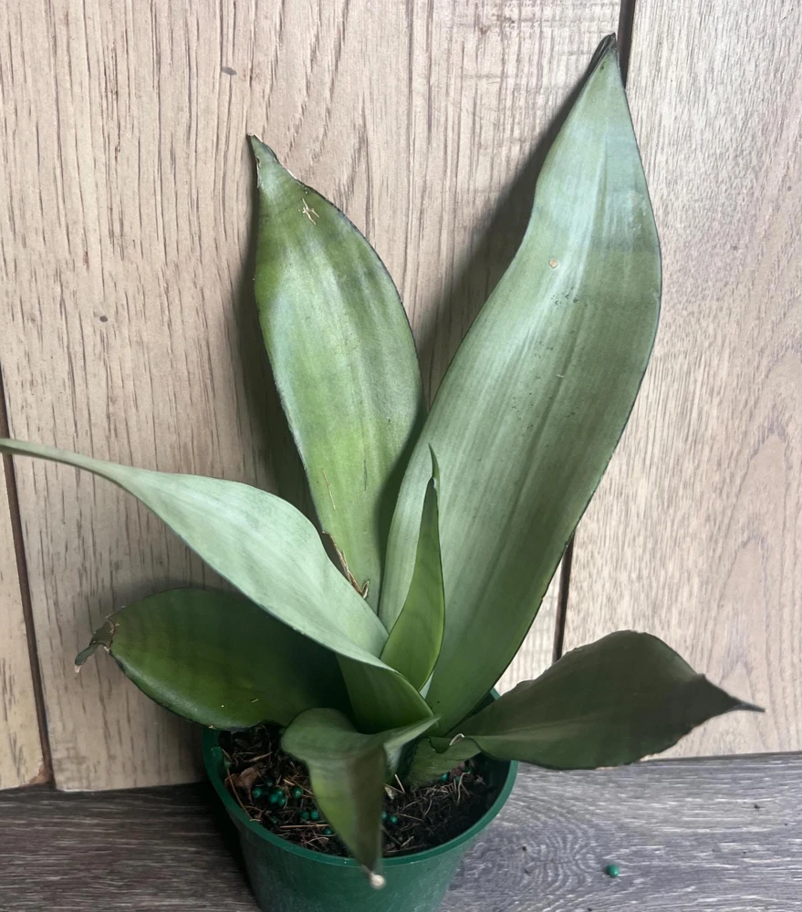 Sansevieria Moonshine Live Plant - Silver Snake Plant in 4" Pot - Indoor Houseplant - Cannot ship to CA - Image 1