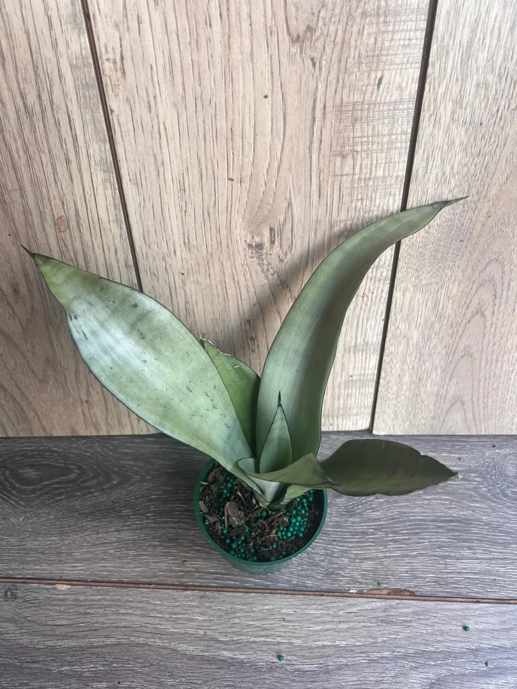 Sansevieria Moonshine Live Plant - Silver Snake Plant in 4" Pot - Indoor Houseplant - Cannot ship to CA - Image 2