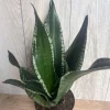 Sansevieria Whitney Live Plant - Silver Flame Snake Plant - 6 inch Pot - Indoor - Cannot ship to CA - Image 1