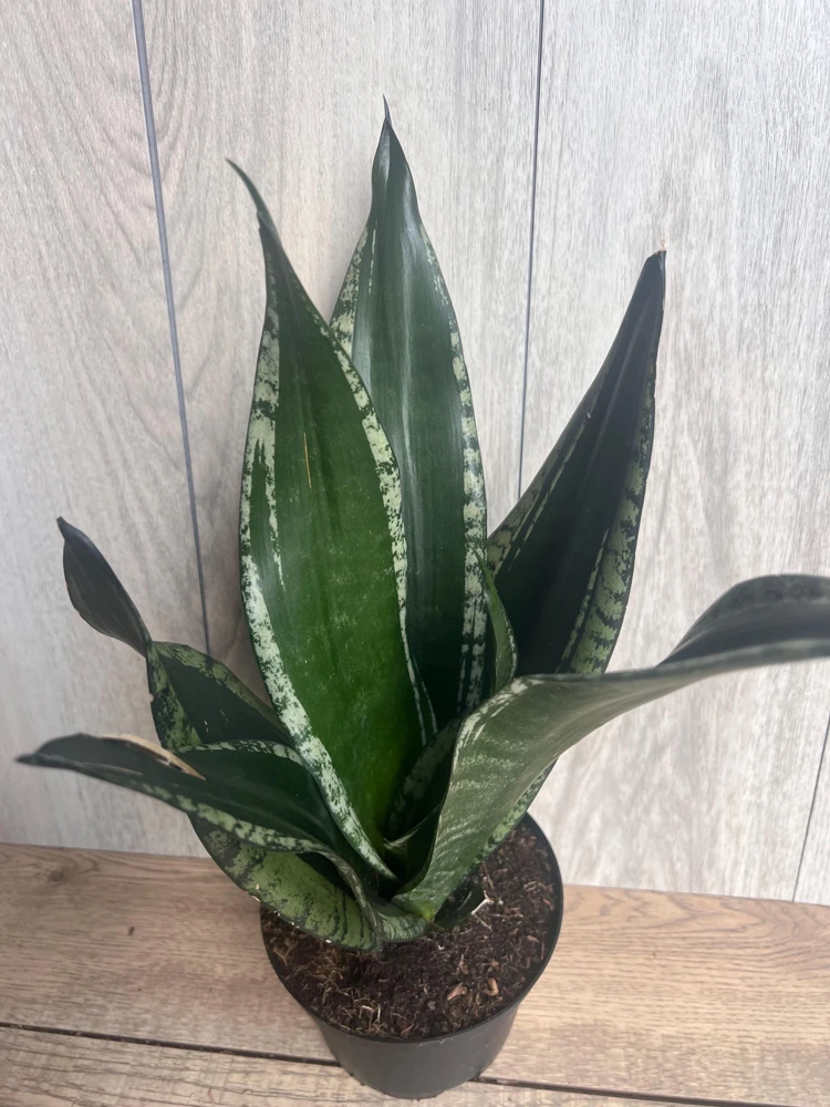 Sansevieria Whitney Live Plant - Silver Flame Snake Plant - 6 inch Pot - Indoor - Cannot ship to CA - Image 1