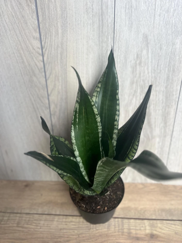 Sansevieria Whitney Live Plant - Silver Flame Snake Plant - 6 inch Pot - Indoor - Cannot ship to CA - Image 2