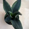 Sansevieria Whitney Silver Flame Live Plant – 6 inch Pot – Indoor/Outdoor Snake Plant - Cannot ship to CA - Image 1